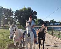 dressage-andalusian-horse