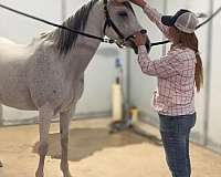 endurance-andalusian-horse