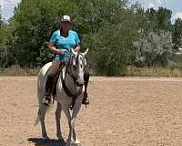 english-pleasure-andalusian-horse