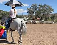 equitation-andalusian-horse