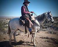 eventing-andalusian-horse