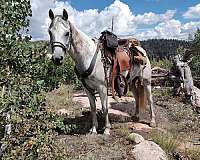 halter-andalusian-horse