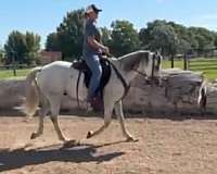 horsemanship-andalusian-horse