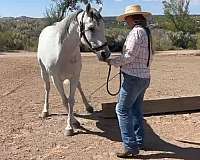 hunter-andalusian-horse