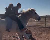 pony-for-sale