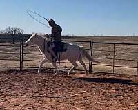pony