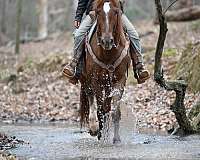 all-around-quarter-horse