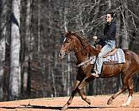 athletic-quarter-horse