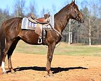 barrel-quarter-horse