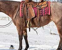 athletic-quarter-horse