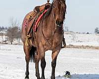 husband-safe-quarter-horse