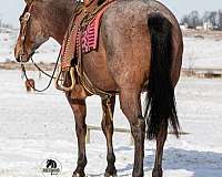 lesson-quarter-horse