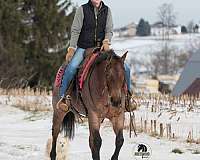 ranch-work-quarter-horse