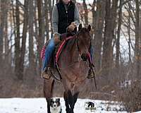 ridden-western-quarter-horse