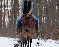 trail-quarter-horse