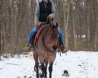 bay-roan-quarter-horse-mare