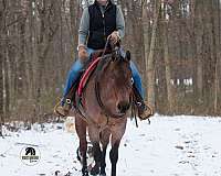 trail-class-competition-quarter-horse