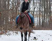 trail-riding-quarter-horse