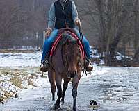 bay-roan-all-around-horse