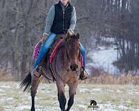 bay-roan-athletic-horse