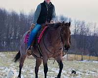 bay-roan-husband-safe-horse