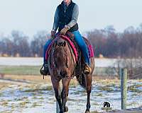 bay-roan-lesson-horse