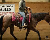bay-roan-ranch-work-horse