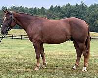 all-around-quarter-horse