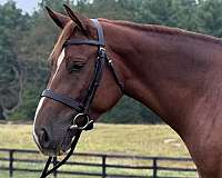 beginner-quarter-horse