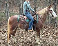 flashy-missouri-fox-trotter-horse
