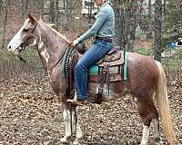 gaited-missouri-fox-trotter-horse