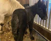 mini-pony-colt