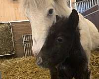 miniature-pony-appaloosa
