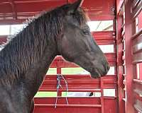black-none-horse