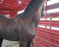 friesian-horse