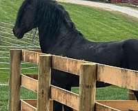 none-horse