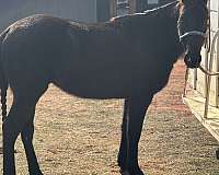 apha-draft-horse