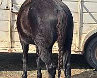 apha-mare-draft-horse