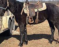 black-apha-aqha-gelding-mare
