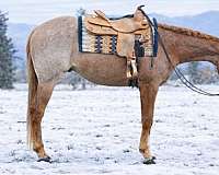 guaranteed-sound-gelding