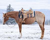 hms-gelding