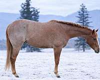 all-quarter-horse