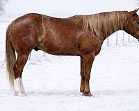 blaze-socks-horse
