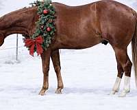 all-around-missouri-fox-trotter-horse