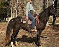 flashy-tennessee-walking-horse