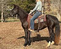 gaited-tennessee-walking-horse