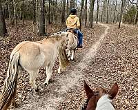 all-around-family-fjord-horse