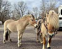 all-around-prospect-fjord-horse
