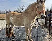 double-registered-fjord-horse