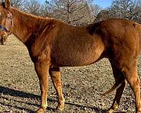 quarter-horse-gelding
